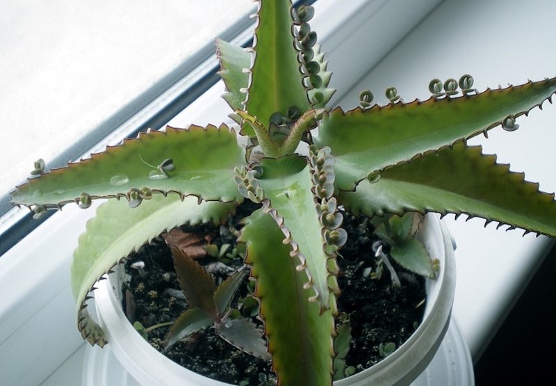 средства от заложенности носа