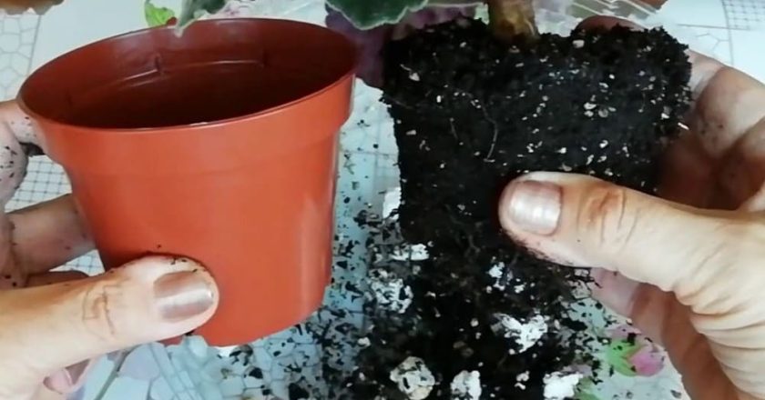 старая фиалка