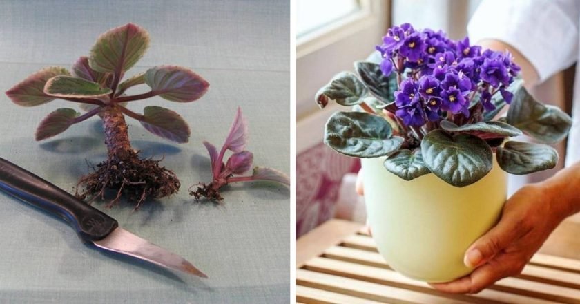 старая фиалка