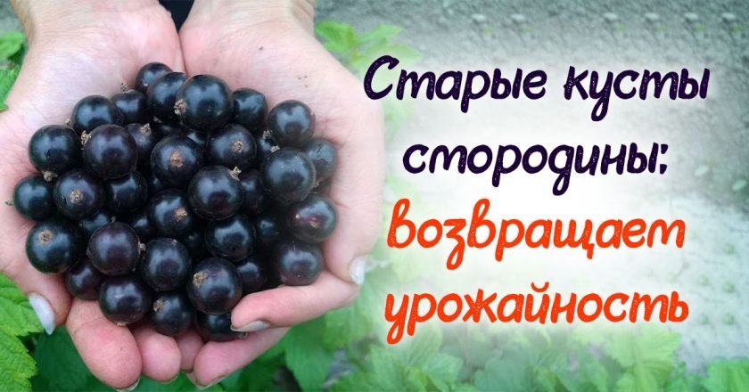 старые кусты смородины