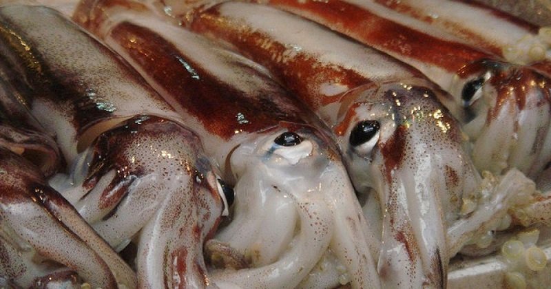 свежие кальмары