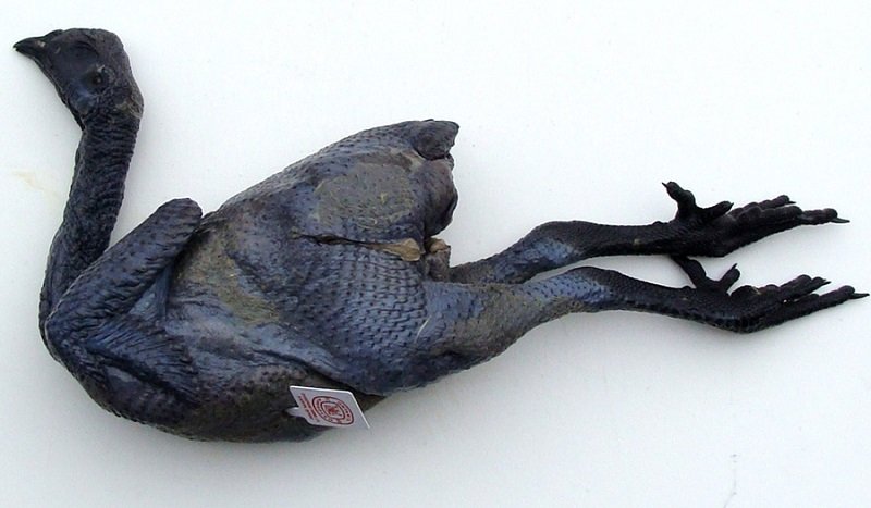 черная курица