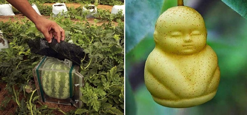 странная еда