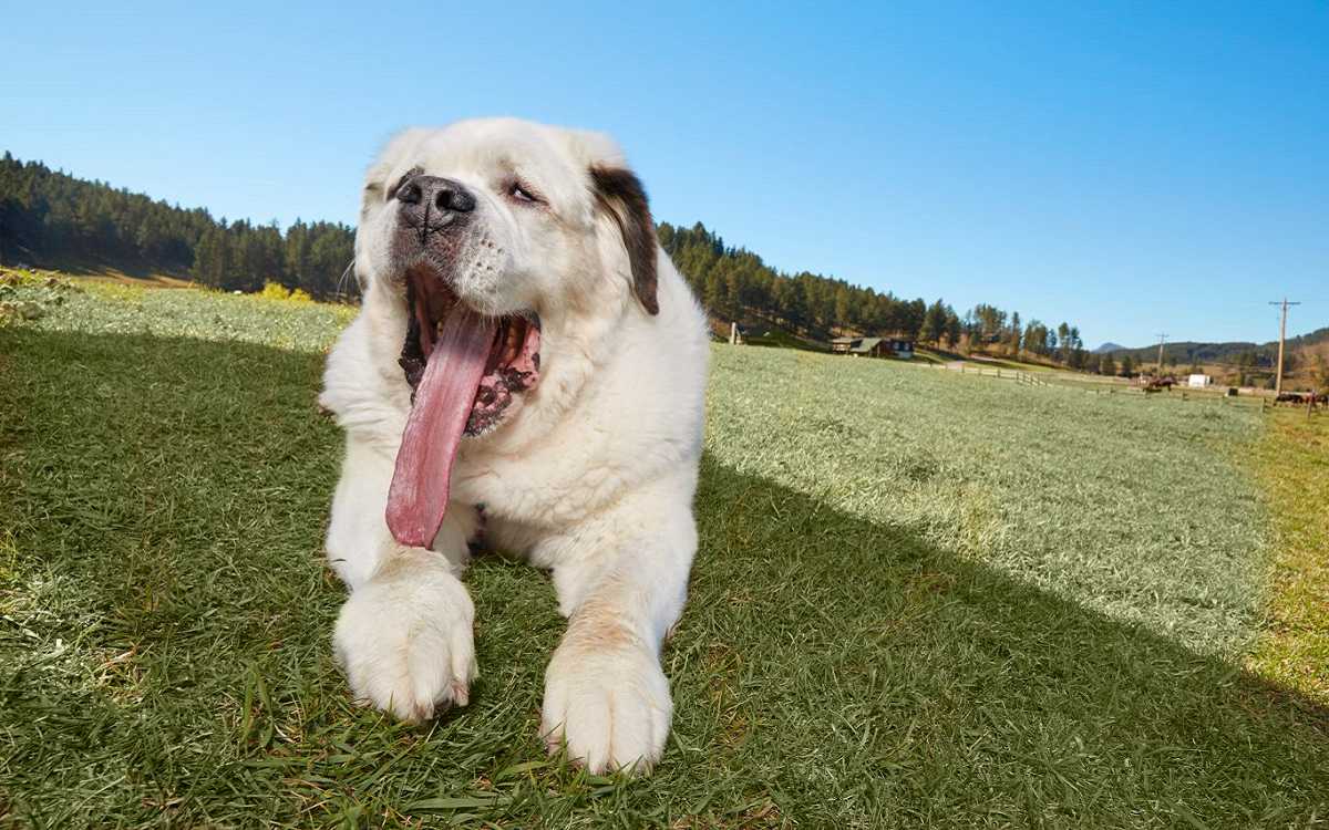 Порода собак у которой длинный язык