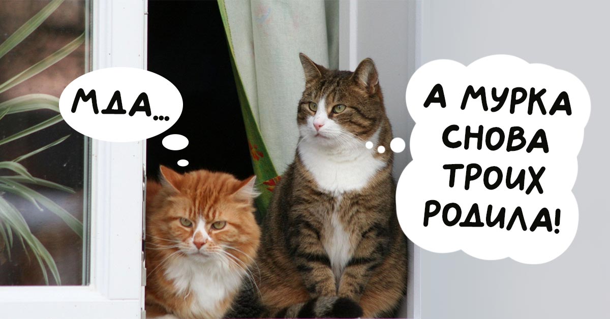 сеуверия разных стран