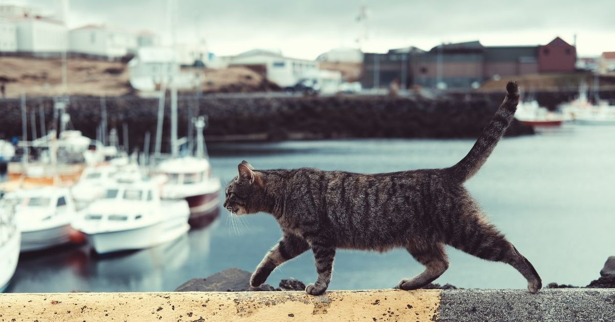 приметы про кошек