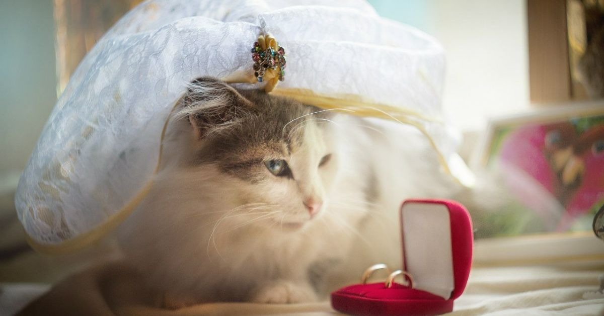 кошка на свадьбе