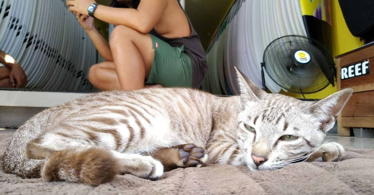 коты на бали