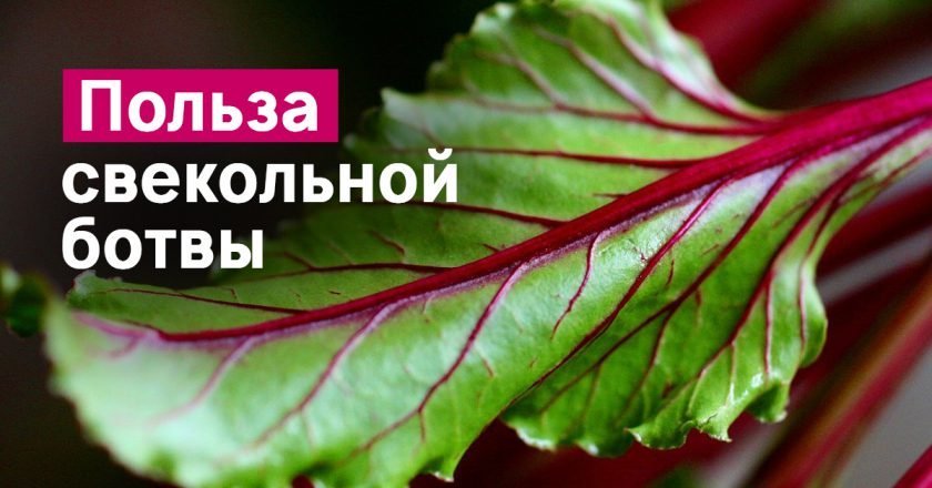 Свекольная ботва