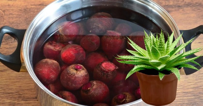 свекольный отвар для растений