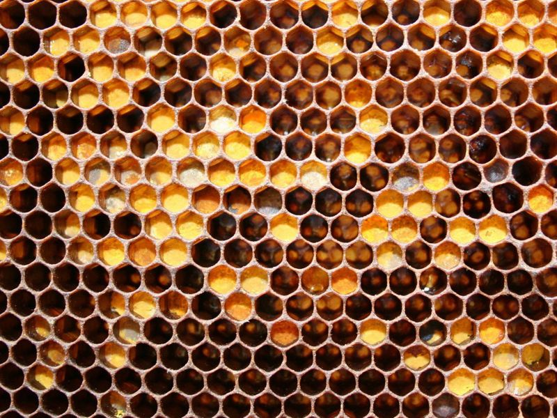 свойства пчелиной перги