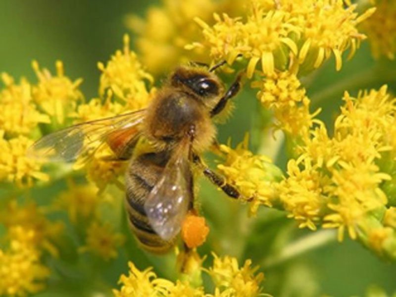 свойства пчелиной перги