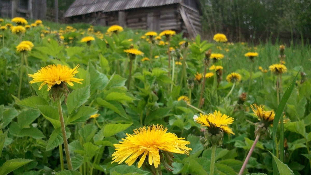 Одуванчик сорняк фото