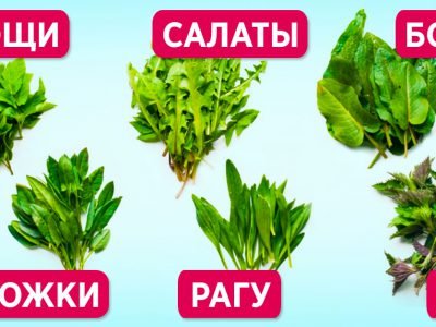 Необычные виды съедобных сорняков