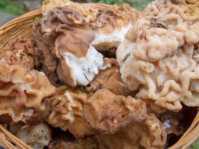 Отвратительные сырые продукты, из которых делают деликатесы