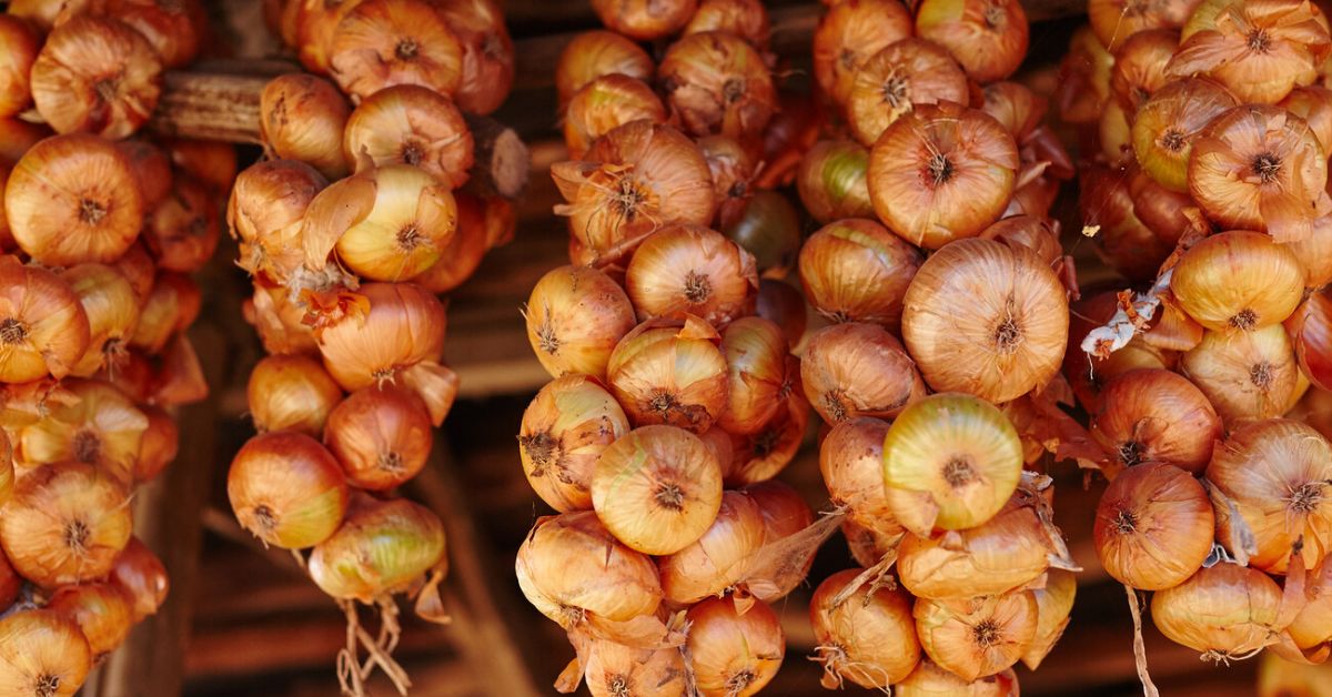 лук в связке