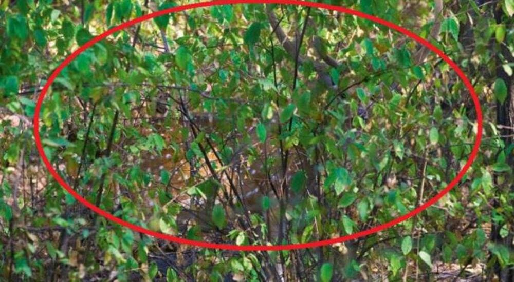 тест на внимательность с ответами