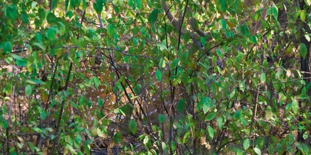 тест на внимательность с ответами