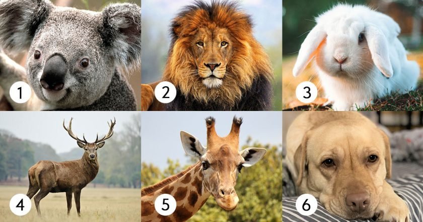 тест на злость и агрессию