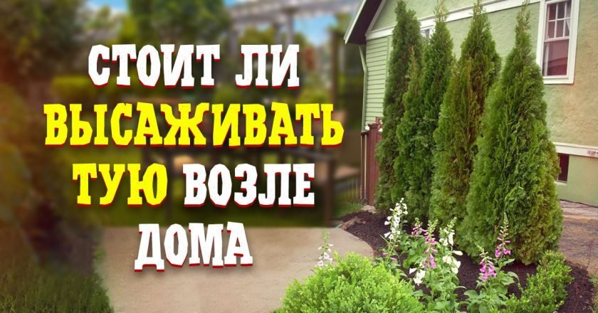 выращивание туй возле дома