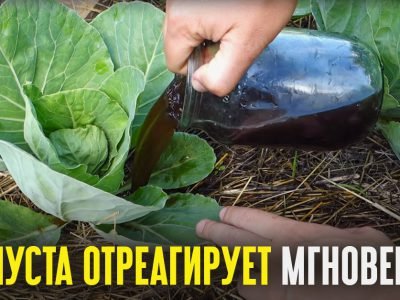 Какие удобрения вносить при высадке капусты