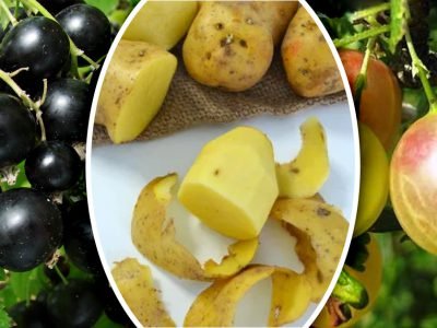 Удобрение из картофельных очисток