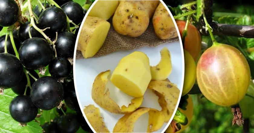 использование картофельных очисток