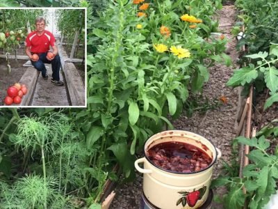 Удобрение из луковой шелухи: зачем и как его готовить