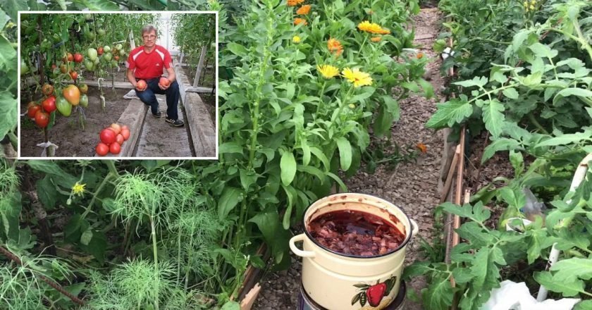Удобрение из луковой шелухи: зачем и как его готовить Как приготовить удобрение