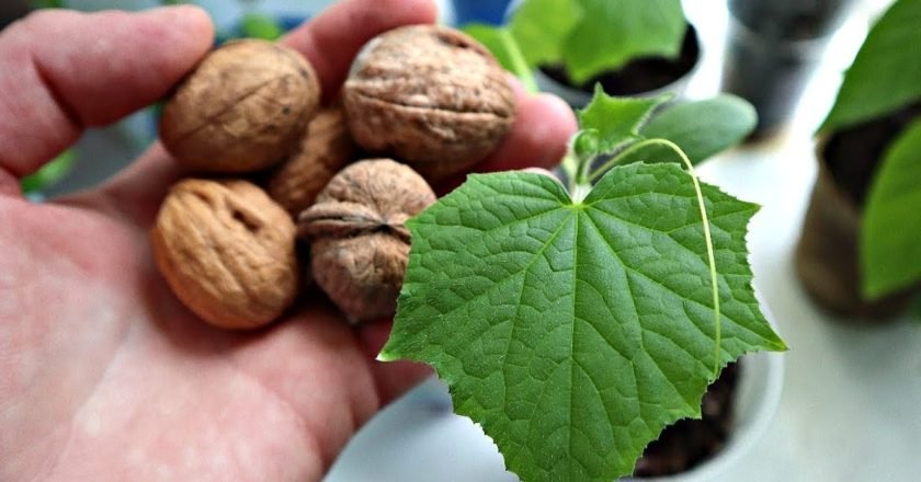 удобрение из ореховой скорлупы