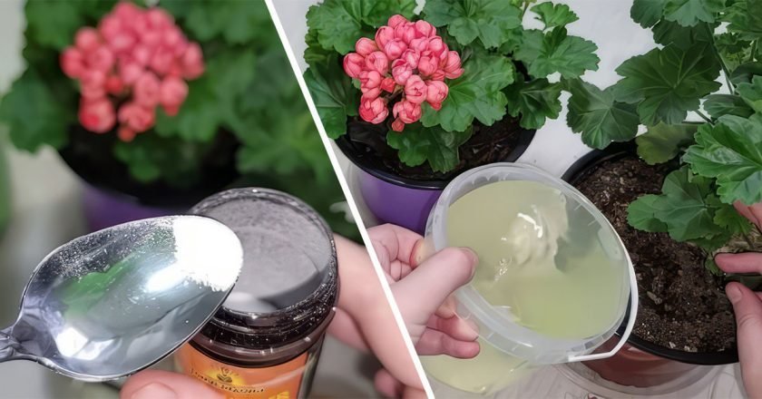 удобрение из янтарной кислоты