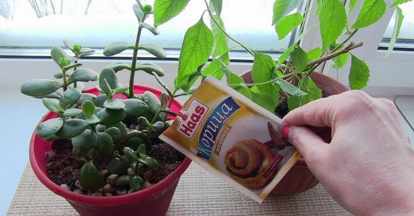 удобрение вазонов корицей