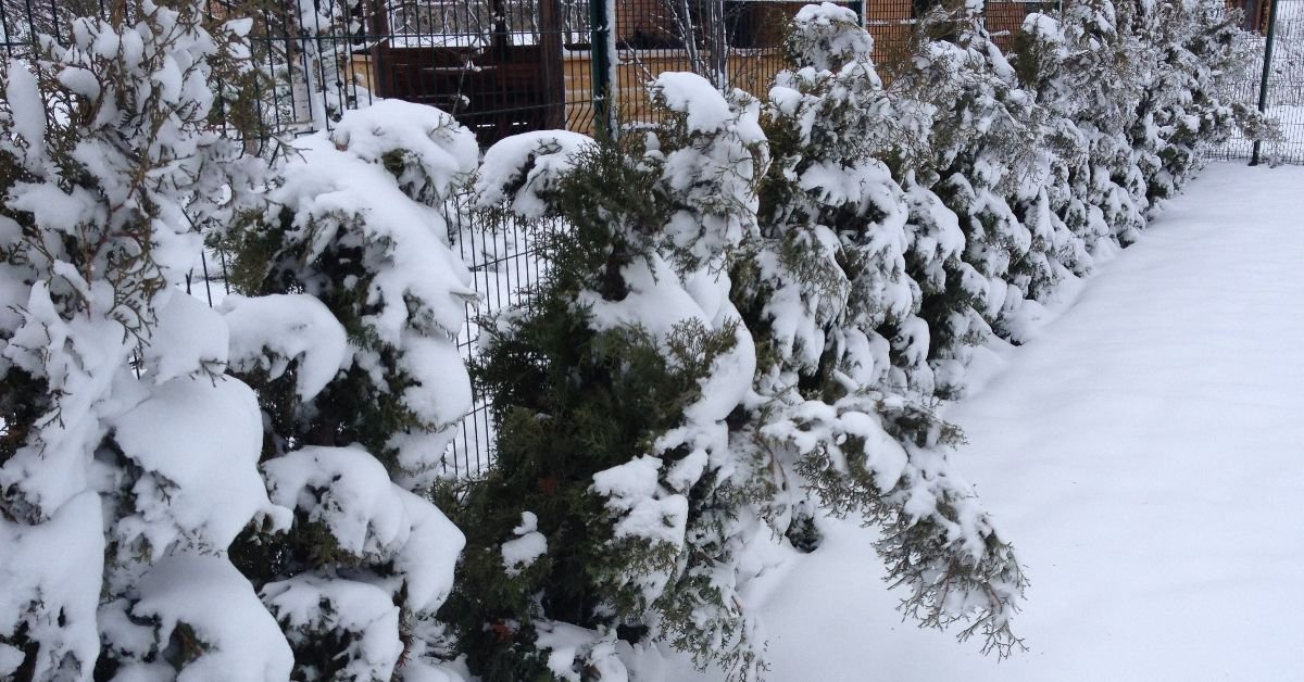 подкормка для туи