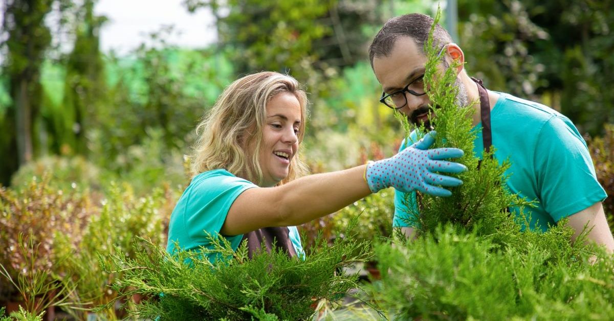 как ухаживать за туями