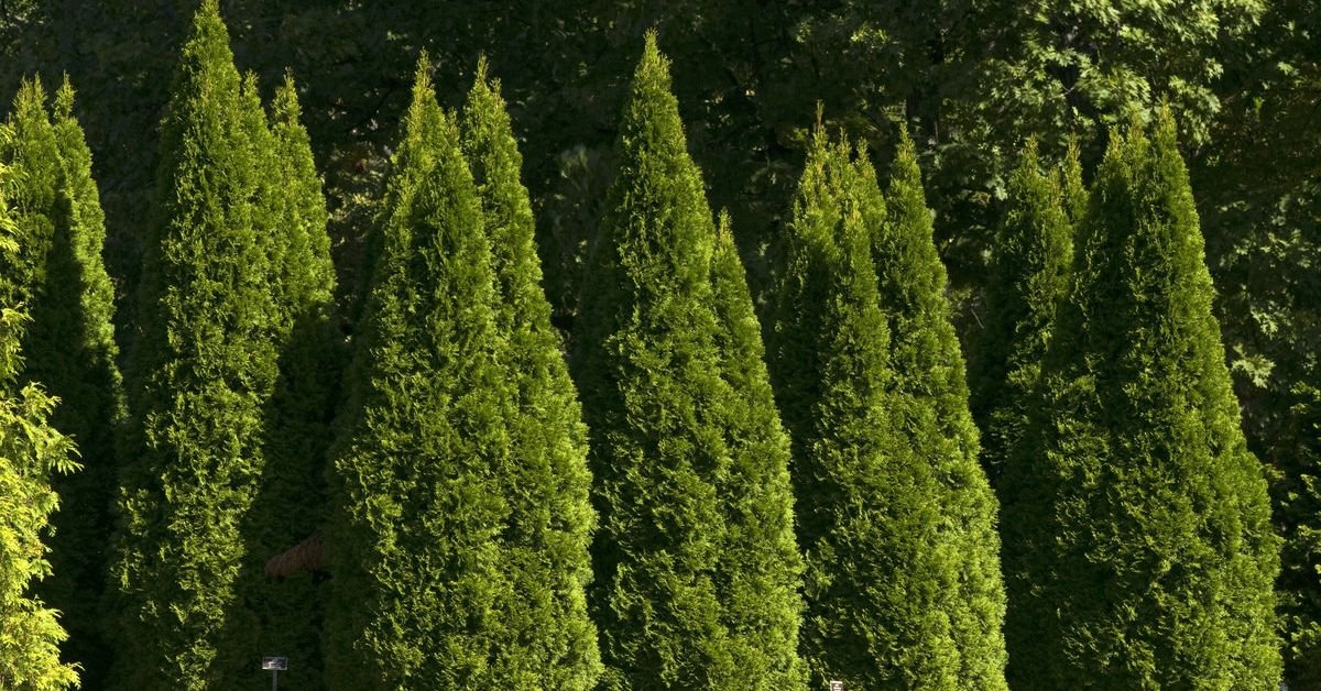 почему туи желтеют