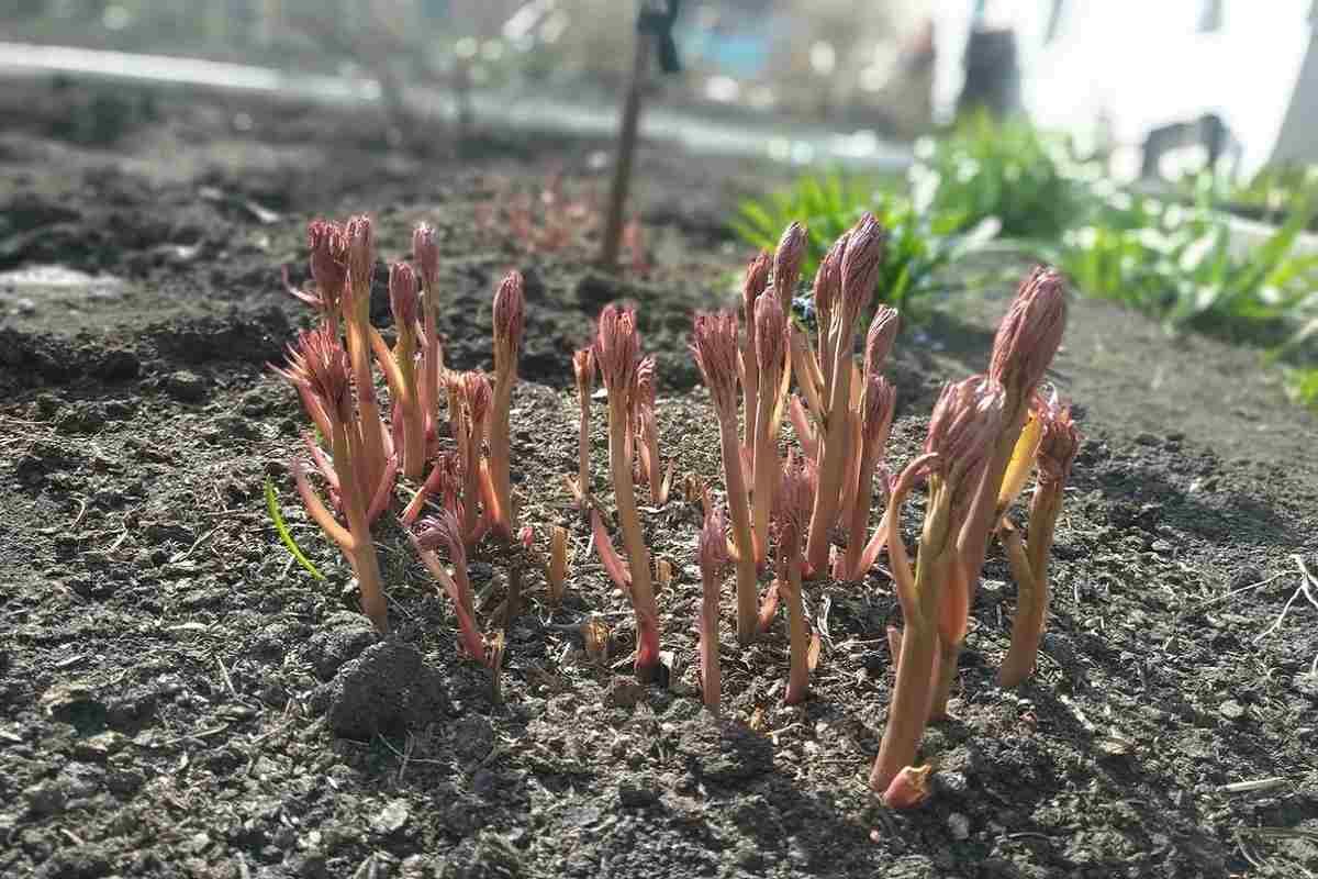 удобрение пионов весной