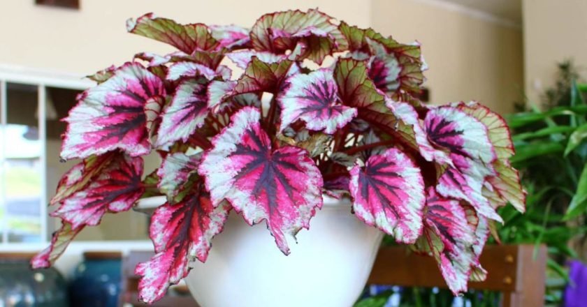 уход за бегонией