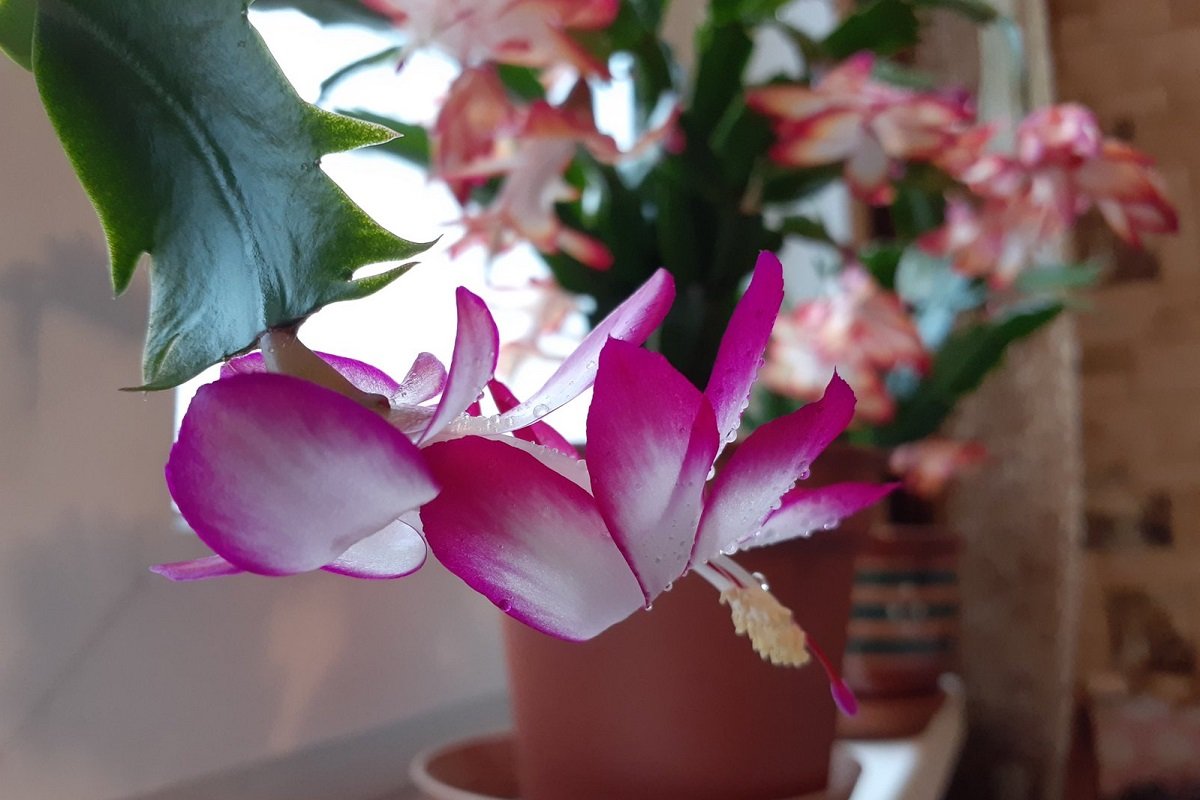 Розовый декабрист цветок фото