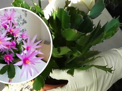 Уход за декабристом осенью
