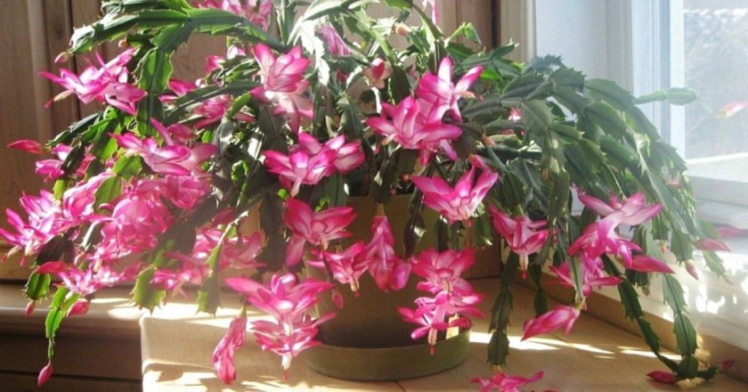 уход за декабристом