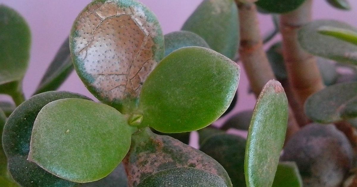 растение толстянка