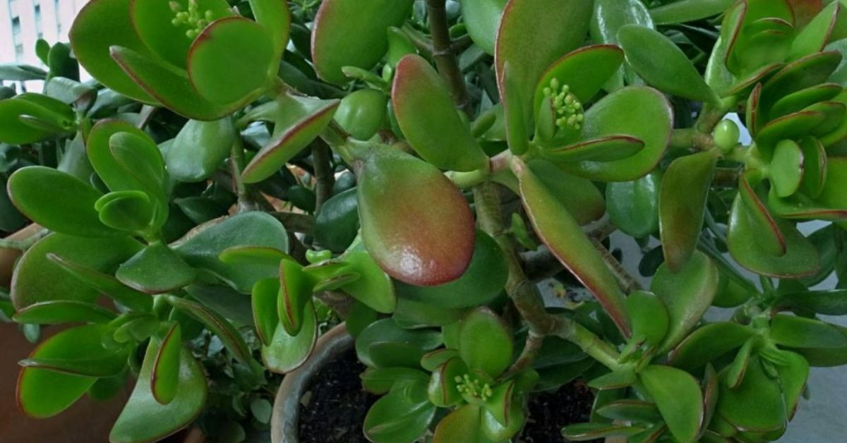 домашние растения зимой