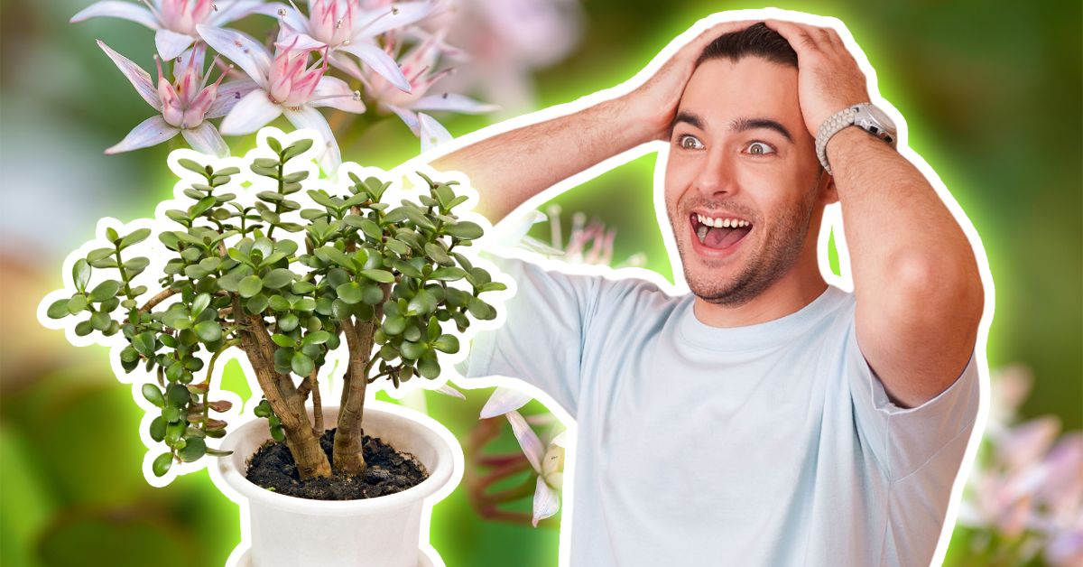 подкормка толстянки