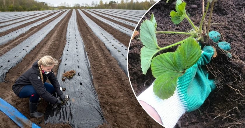 Уход за клубникой осенью