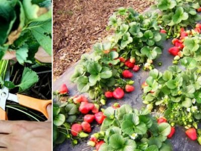 Уход за клубникой после сбора урожая