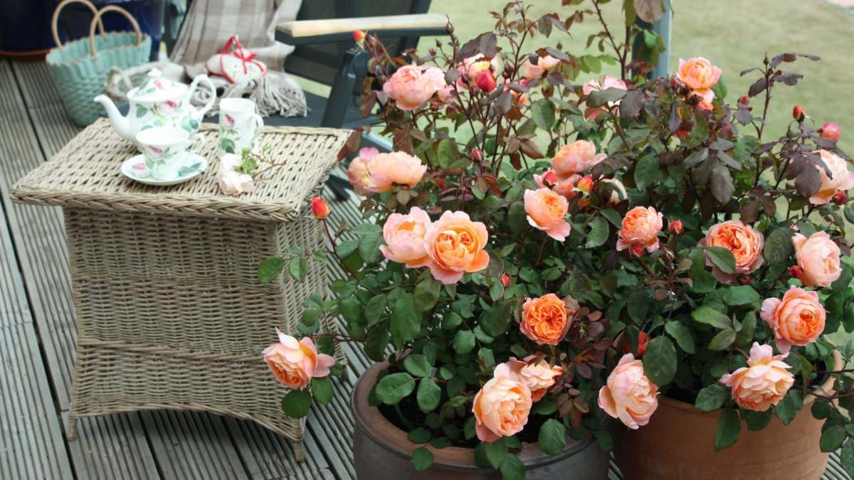 Уход за комнатной розой: как вырастить капризную красавицу