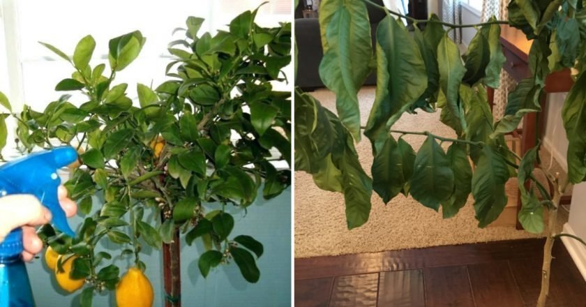 Уход за комнатным лимоном