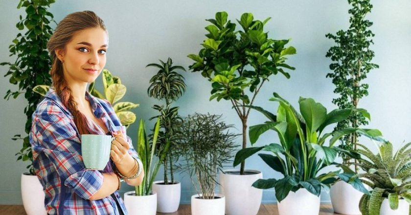 Уход за комнатными растениями