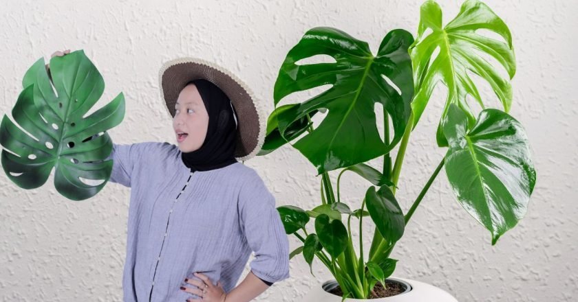 уход за монстерой