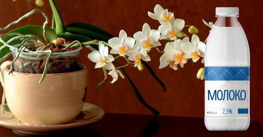 уход за орхидеей осенью